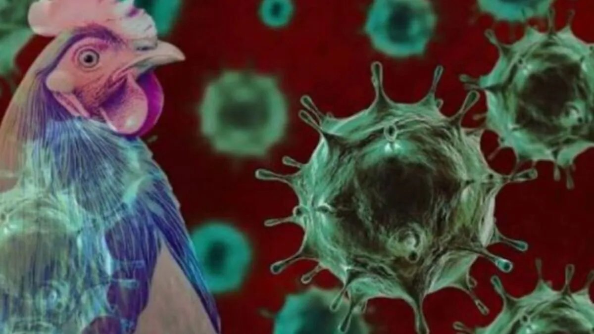 H5N1 वायरस का इंसानों में बढ़ा खौफ, क्या कच्चा दूध पीने से फैल सकता है बर्ड फ्लू? जानें एक्सपर्ट की राय