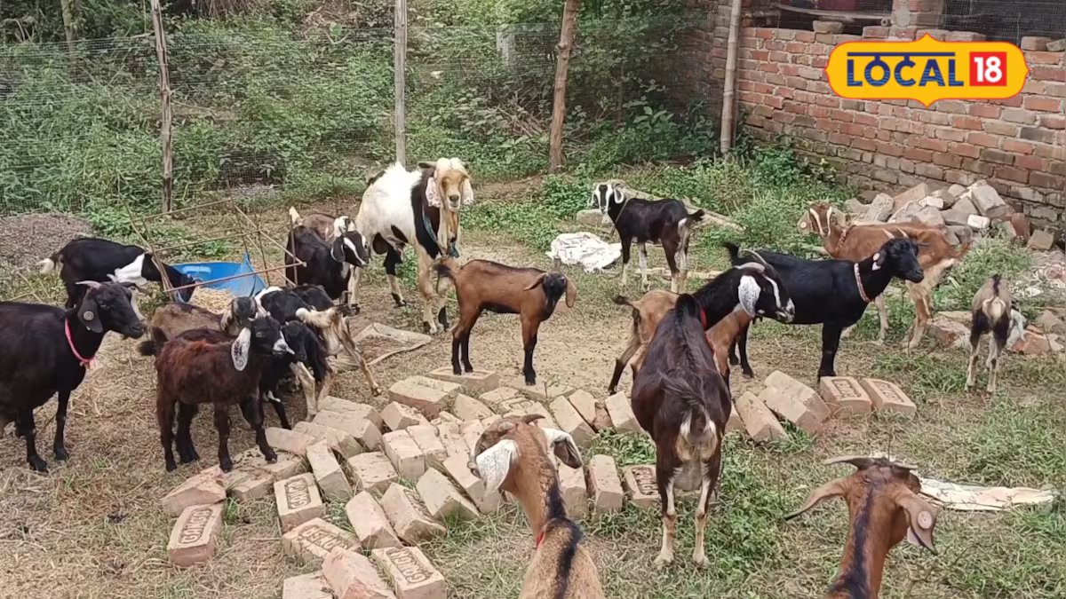 Goat Care Tips: ठंड के मौसम में बकरियों को बीमारियों से कैसे बचाएं? जानें खान-पान और देखरेख के असरदार टिप्स