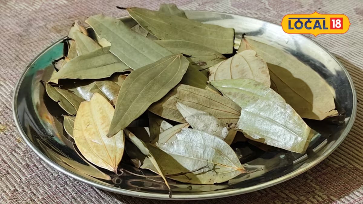 वजन 1 ग्राम भी नहीं… फायदे इतने जबरदस्त की दर्द और सूजन की हो जाए छुट्टी, जानिए तेजपत्ता के अनगिनत फायदे